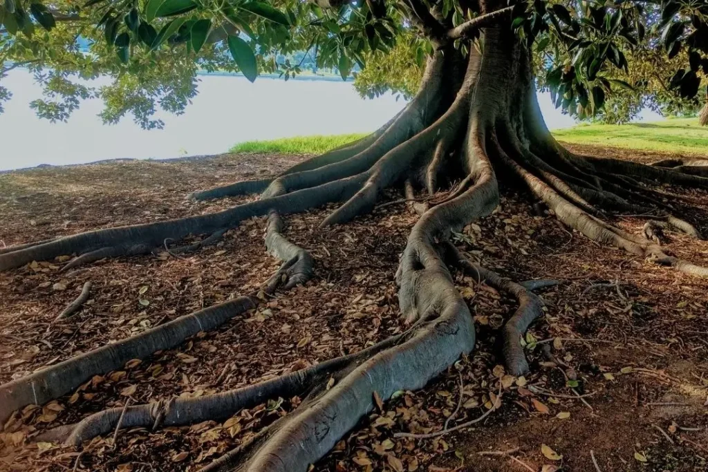 large tree roots