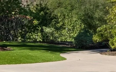 How to Prevent Tree Root Damage to Concrete Driveways and Paths in Geelong